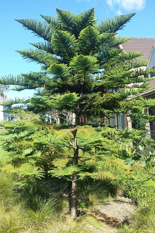 Araucaria heterophylla / Norfolk Island Pine