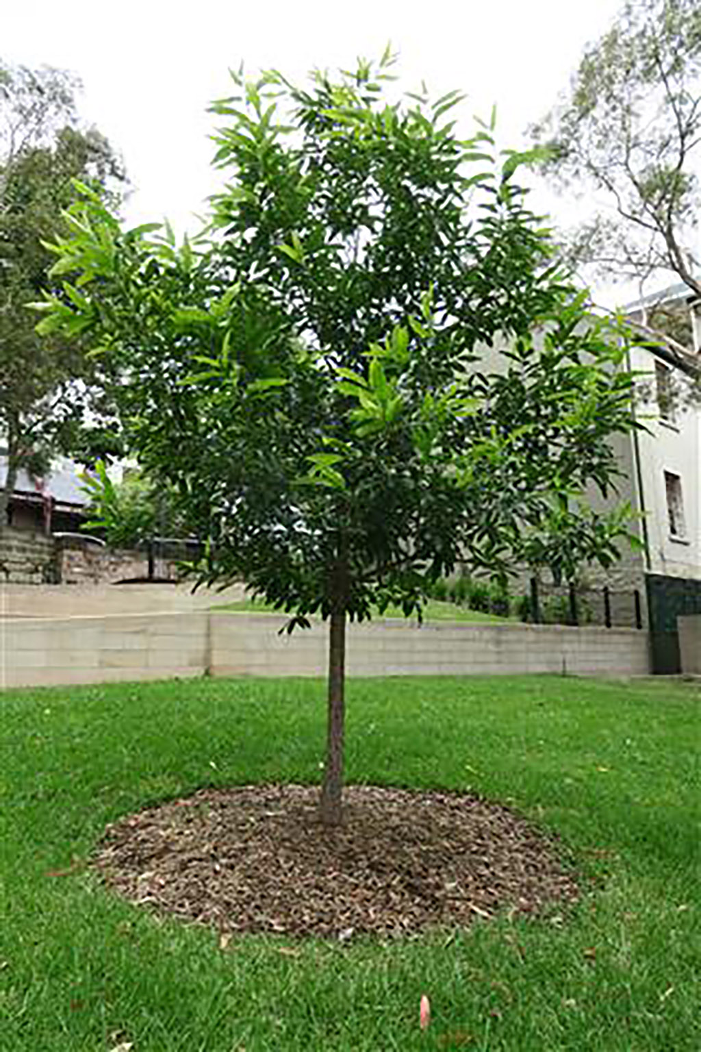 A tree in the middle of a grassy area