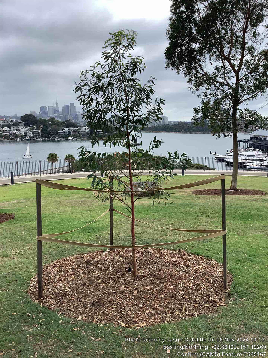 A young tree is supported by wooden stakes and surrounded by mulch in a park, with water, boats, and a city skyline visible in the background.