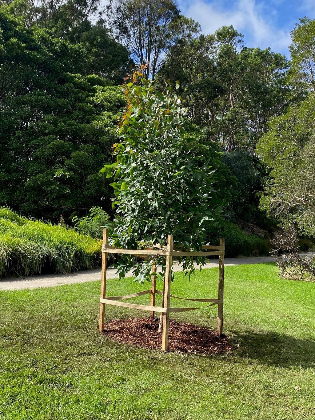 A young tree surrounded by a wooden support frame stands on a grassy lawn with mulch at its base, set against a backdrop of green trees and shrubs.