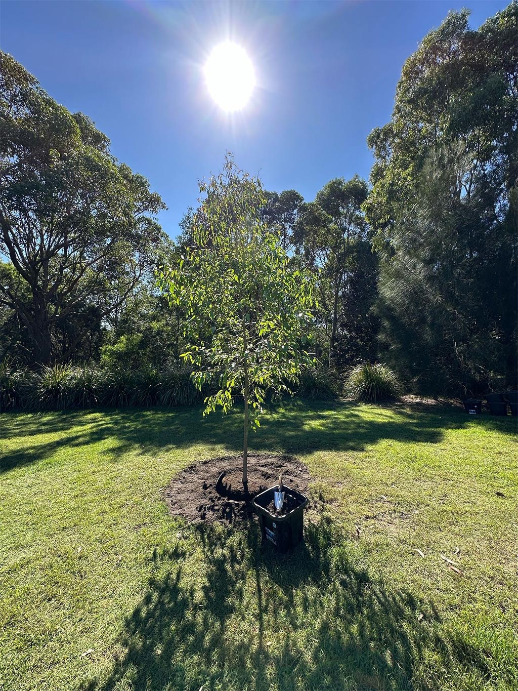 A young tree is freshly planted in a grassy garden under bright sunlight, with a black pot and small spade placed at its base.