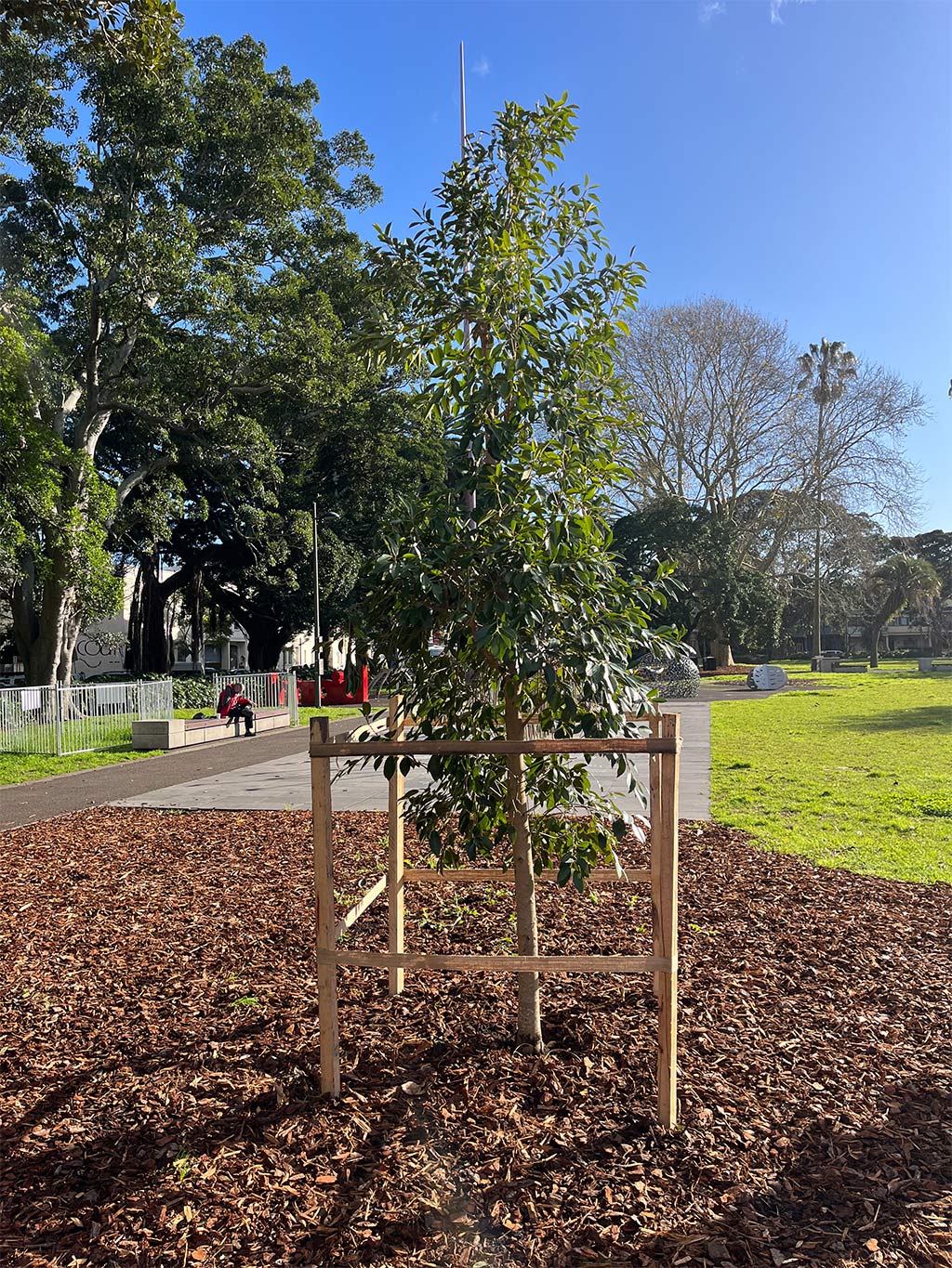 A young tree supported by a wooden frame stands in a mulched area of a park, with pathways, grass, and other trees in the background.