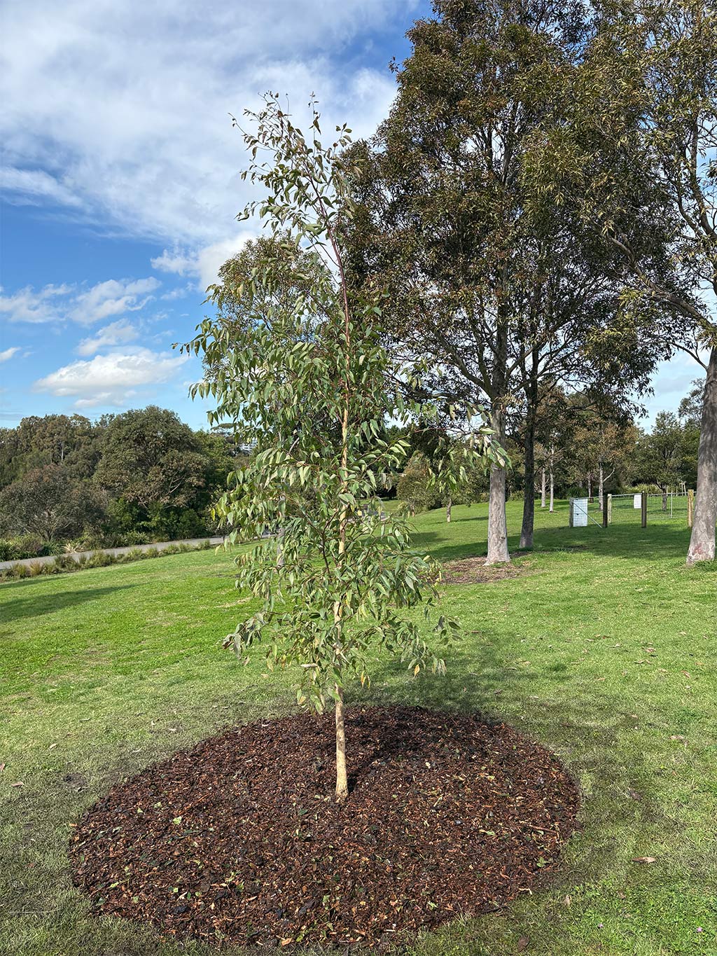 A young tree stands in a circular bed of mulch on a grassy lawn, with mature trees and informational signs in the background under a partly cloudy sky.