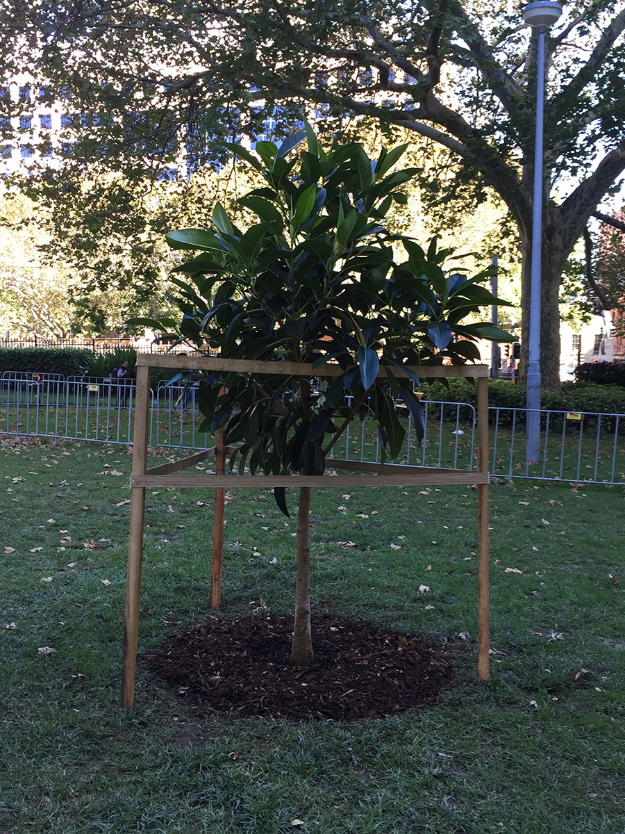 Ficus macrophylla / (Moreton Bay Fig)