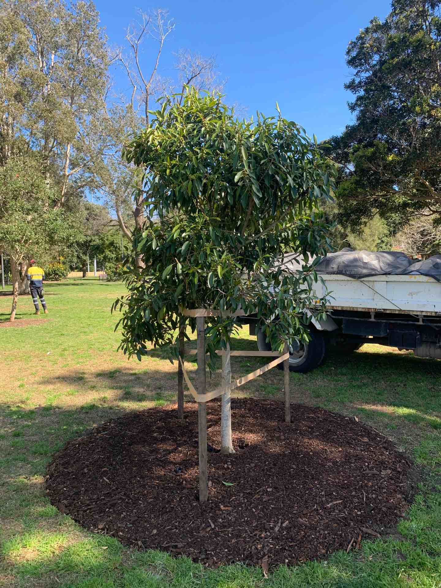 Ficus Rubiginos