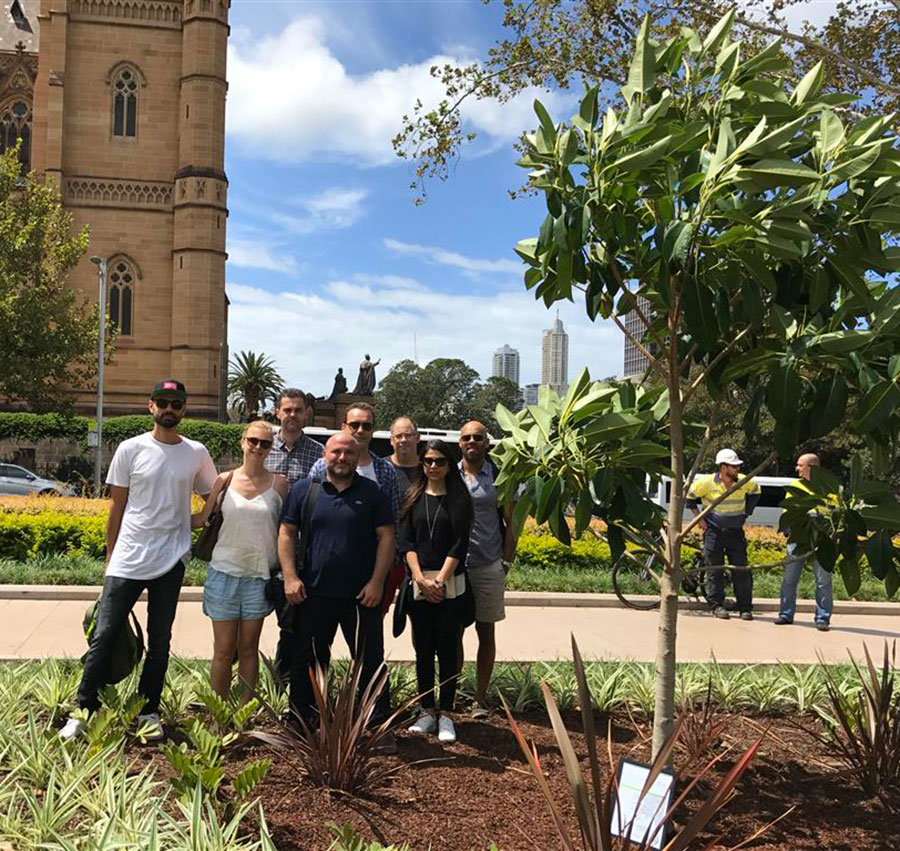 Ficus macrophylla / (Moreton Bay Fig)