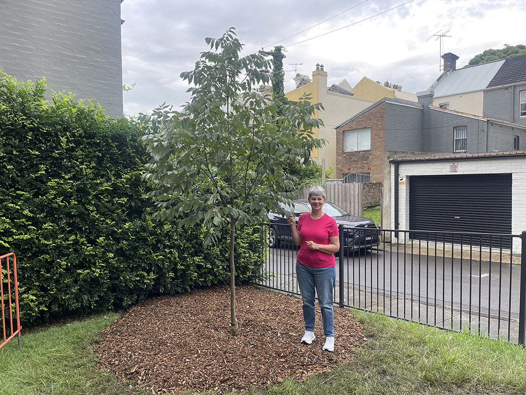 A person standing next to a Green Ash in front of a fence.