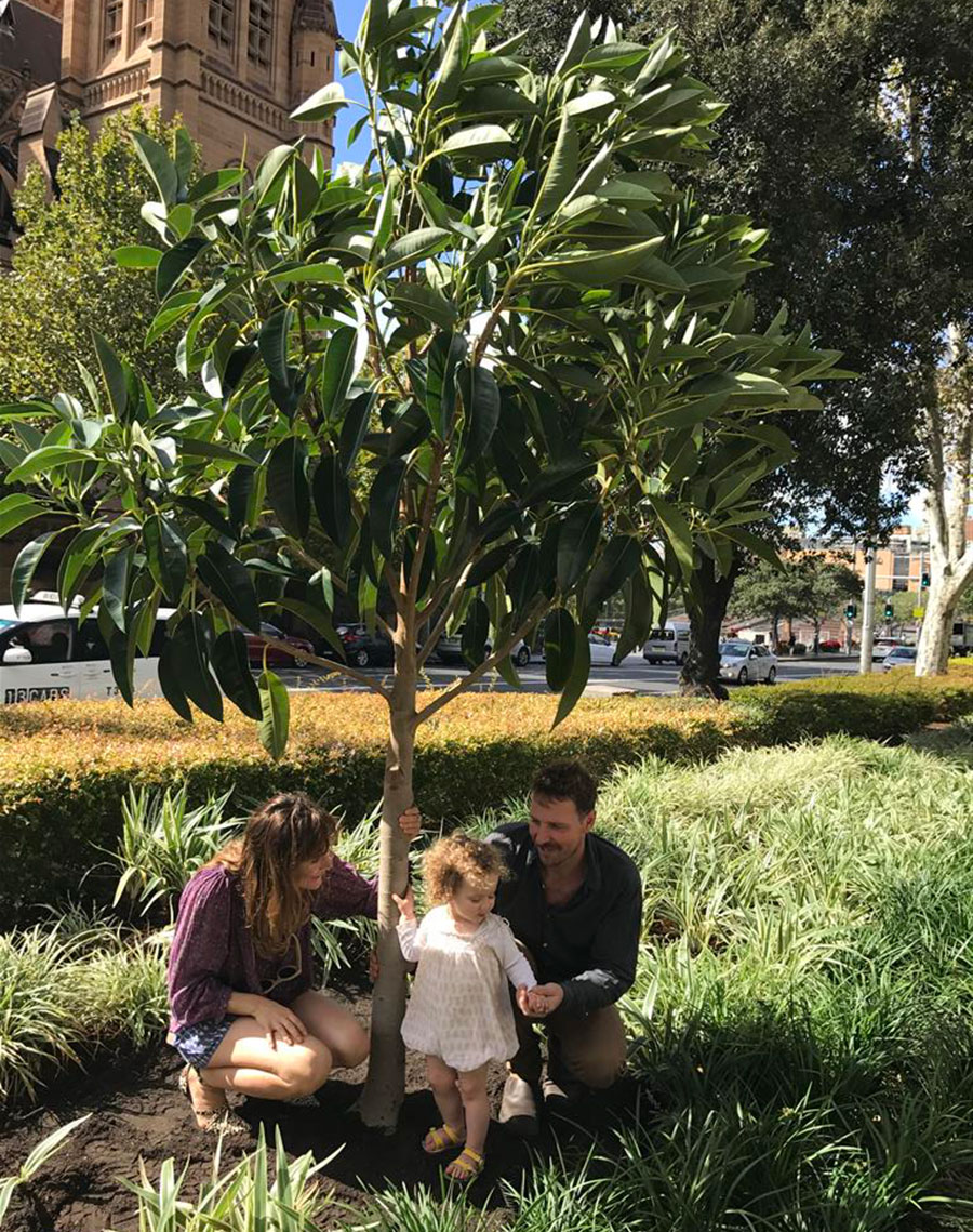 Ficus macrophylla / (Moreton Bay Fig)