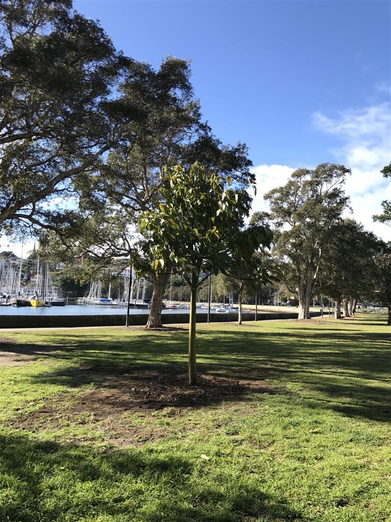 Brachychiton acerifolia / (Illawarra Flame Tree)