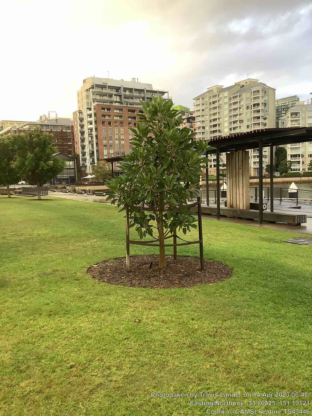 A tree in the middle of a grassy area.