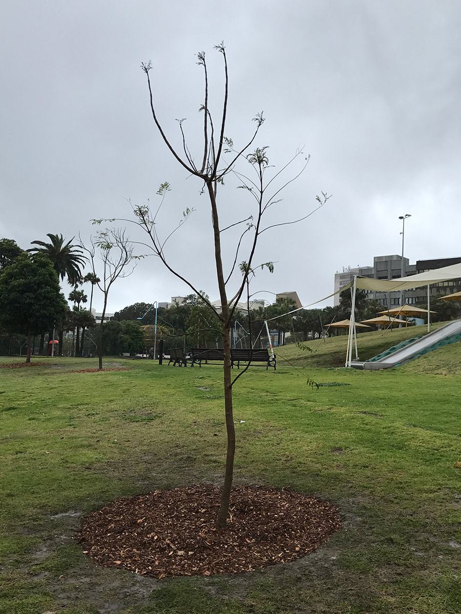 Jacaranda mimosifolia / Jacaranda