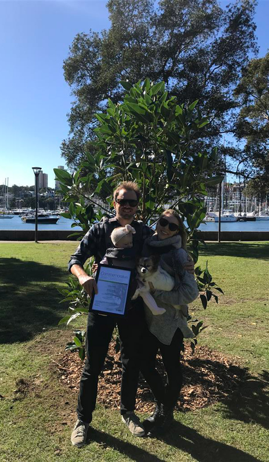 Ficus macrophylla / (Moreton Bay Fig)