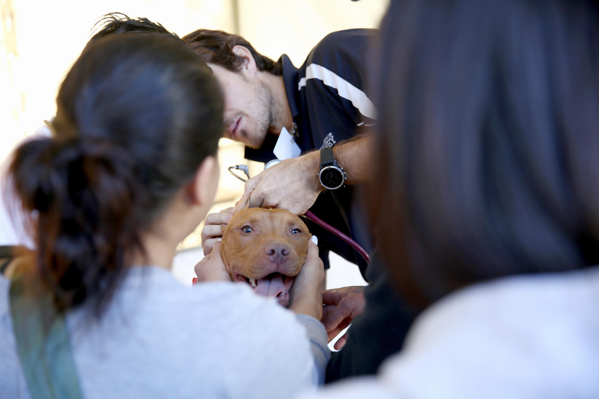 How Much Does It Cost To Desex A Female Dog In Nsw