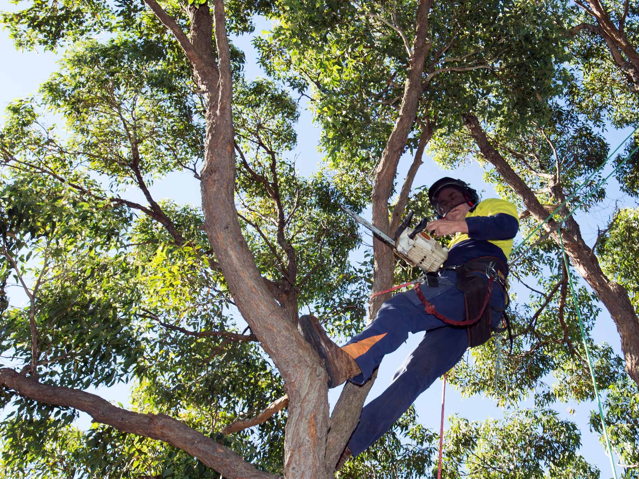 The Best Tree Loppers Wollongong Service? thumbnail